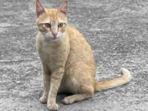 Gato raça SRD-ViraLata idade 7 a 11 meses nome Laranjinha
