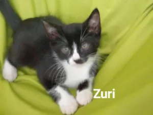 Gato raça SRD-ViraLata idade 2 a 6 meses nome Zuri 