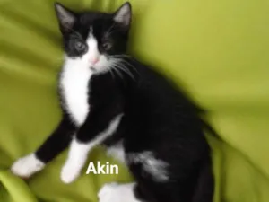 Gato raça SRD-ViraLata idade 2 a 6 meses nome Akin