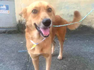 Cachorro raça SRD-ViraLata idade 1 ano nome Mestre