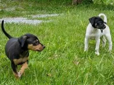 Cachorro ra a SRD-ViraLata + algo de Salsicha e Fox Paulistinha idade 2 a 6 meses nome Tito, Lina, Chicho, Pulga
