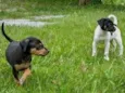 Tito, Lina, Chicho, Pulga