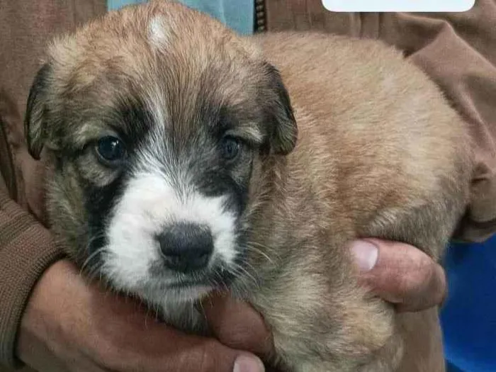 Cachorro raça  idade Abaixo de 2 meses nome Filhotes Cris