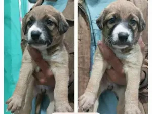 Cachorro raça  idade Abaixo de 2 meses nome Filhotes Cris