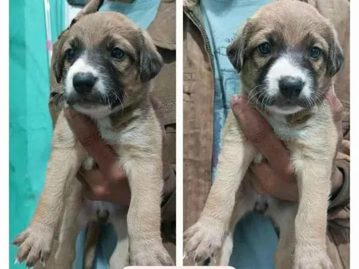 Cachorro raça  idade Abaixo de 2 meses nome Filhotes Cris