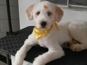 Cachorro raça Poodle idade 1 ano nome Snoop