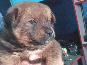 Cachorro raça Chow Chow misturado idade Abaixo de 2 meses nome Scooby 