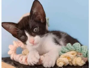 Gato raça srd frajolinha  idade 2 a 6 meses nome JOANA