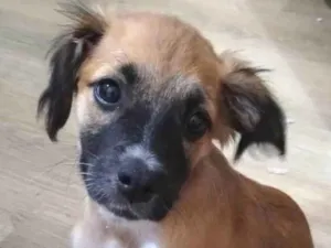 Cachorro raça SRD idade 2 a 6 meses nome Mel