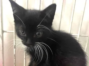 Gato raça SRD-ViraLata idade Abaixo de 2 meses nome Lio