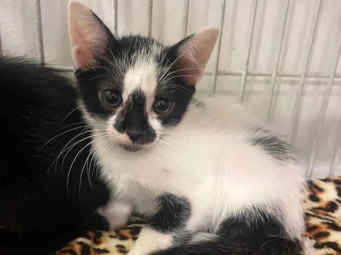 Gato raça SRD-ViraLata idade Abaixo de 2 meses nome Léa