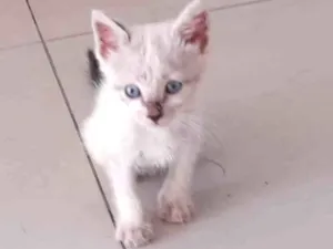 Gato raça Comum idade 2 a 6 meses nome Fred