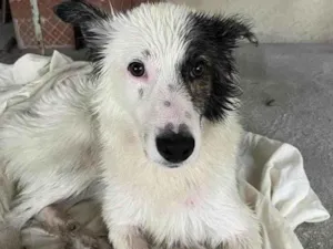 Cachorro raça Srd  idade 7 a 11 meses nome PEDRINHO 