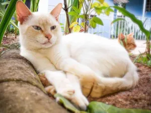 Gato raça SRD-ViraLata idade 1 ano nome Snow