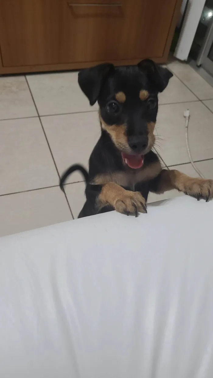 Cachorro ra a SRD-ViraLata idade 2 a 6 meses nome Thor