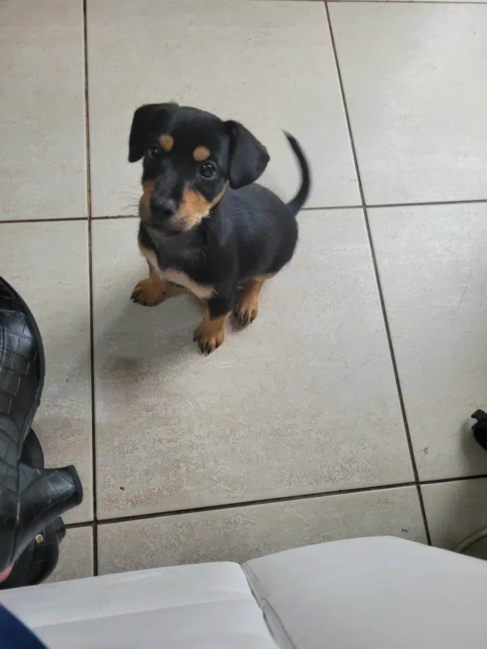 Cachorro ra a SRD-ViraLata idade 2 a 6 meses nome Thor