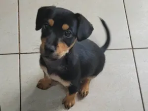 Cachorro raça SRD-ViraLata idade 2 a 6 meses nome Thor