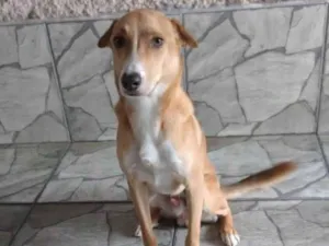 Cachorro raça Mistura  idade 1 ano nome Thor 