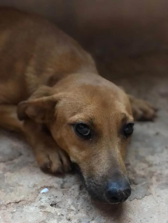 Cachorro ra a SRD-ViraLata idade 7 a 11 meses nome Não tem nome