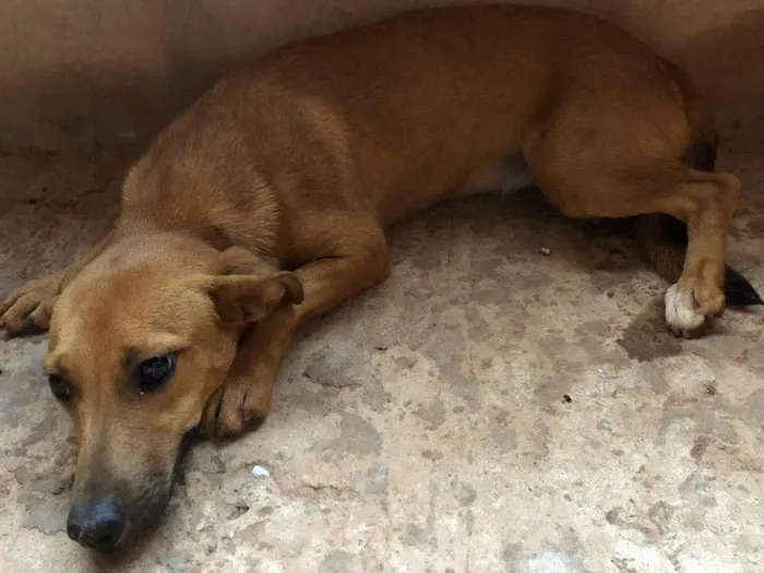 Cachorro ra a SRD-ViraLata idade 7 a 11 meses nome Não tem nome