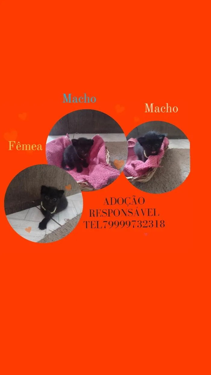 Gato raça SRD-ViraLata idade Abaixo de 2 meses nome Filhotes