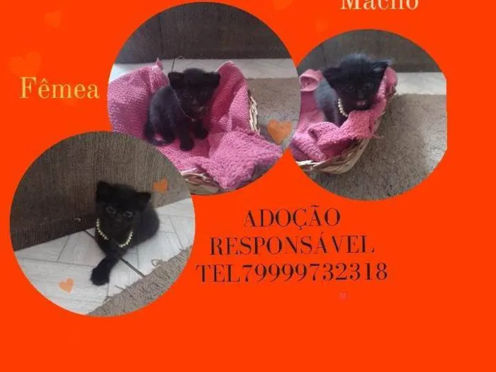 Gato raça SRD-ViraLata idade Abaixo de 2 meses nome Filhotes