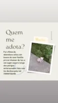 Filhote