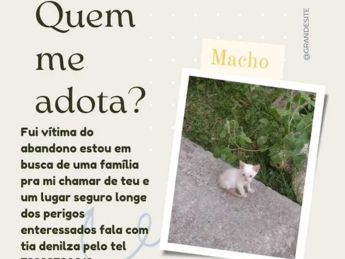 Gato raça SRD-ViraLata idade Abaixo de 2 meses nome Filhote