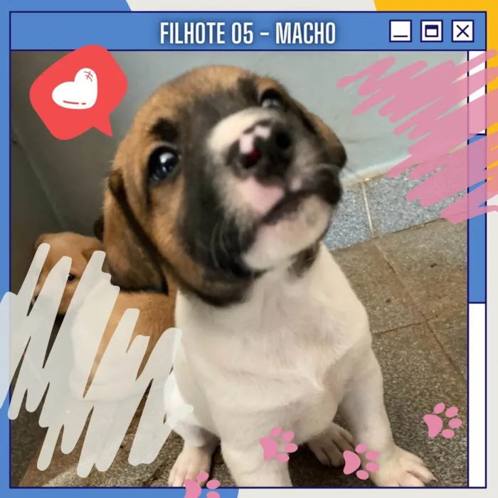 Cachorro ra a SRD-ViraLata idade Abaixo de 2 meses nome Sem nome