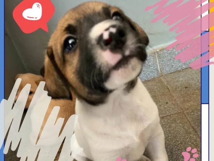Cachorro ra a SRD-ViraLata idade Abaixo de 2 meses nome Sem nome