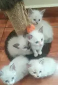 Lumi e filhos