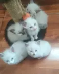 Lumi e filhos