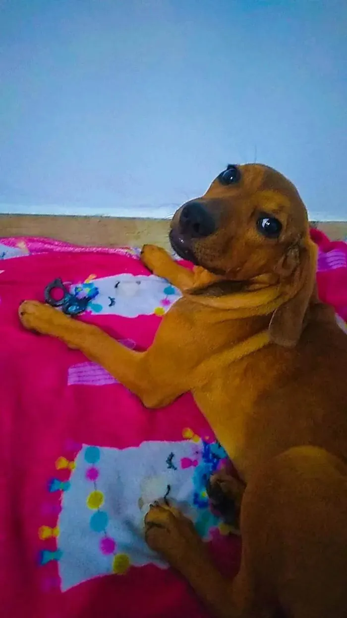 Cachorro ra a SRD-ViraLata idade 2 a 6 meses nome Lilica