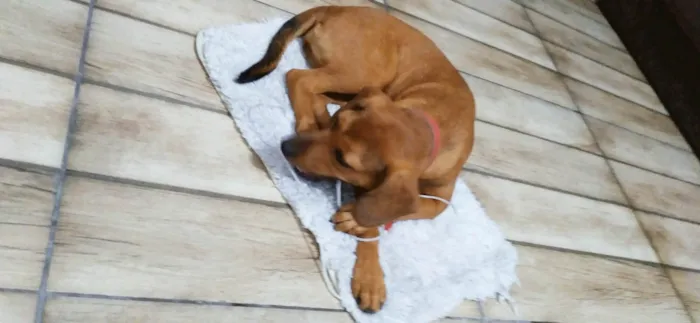 Cachorro ra a SRD-ViraLata idade 2 a 6 meses nome Lilica