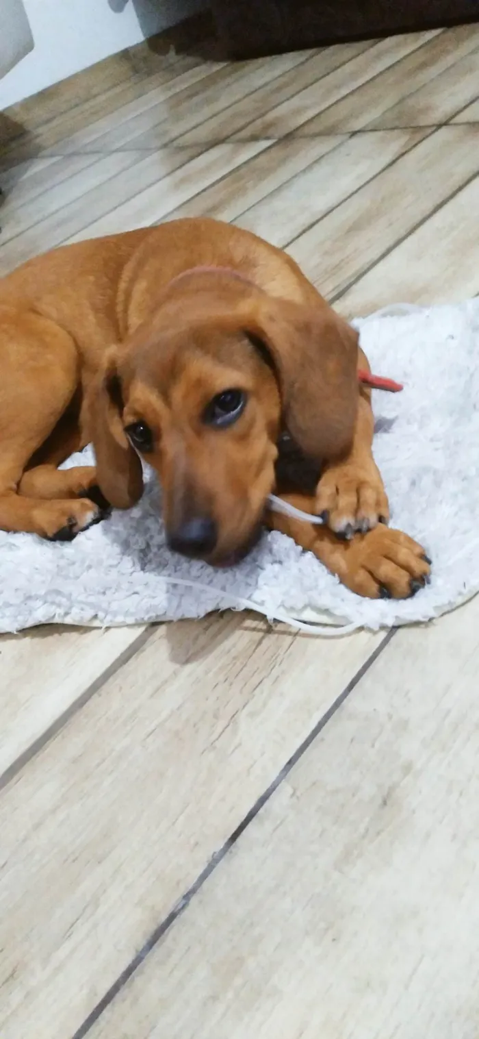 Cachorro ra a SRD-ViraLata idade 2 a 6 meses nome Lilica