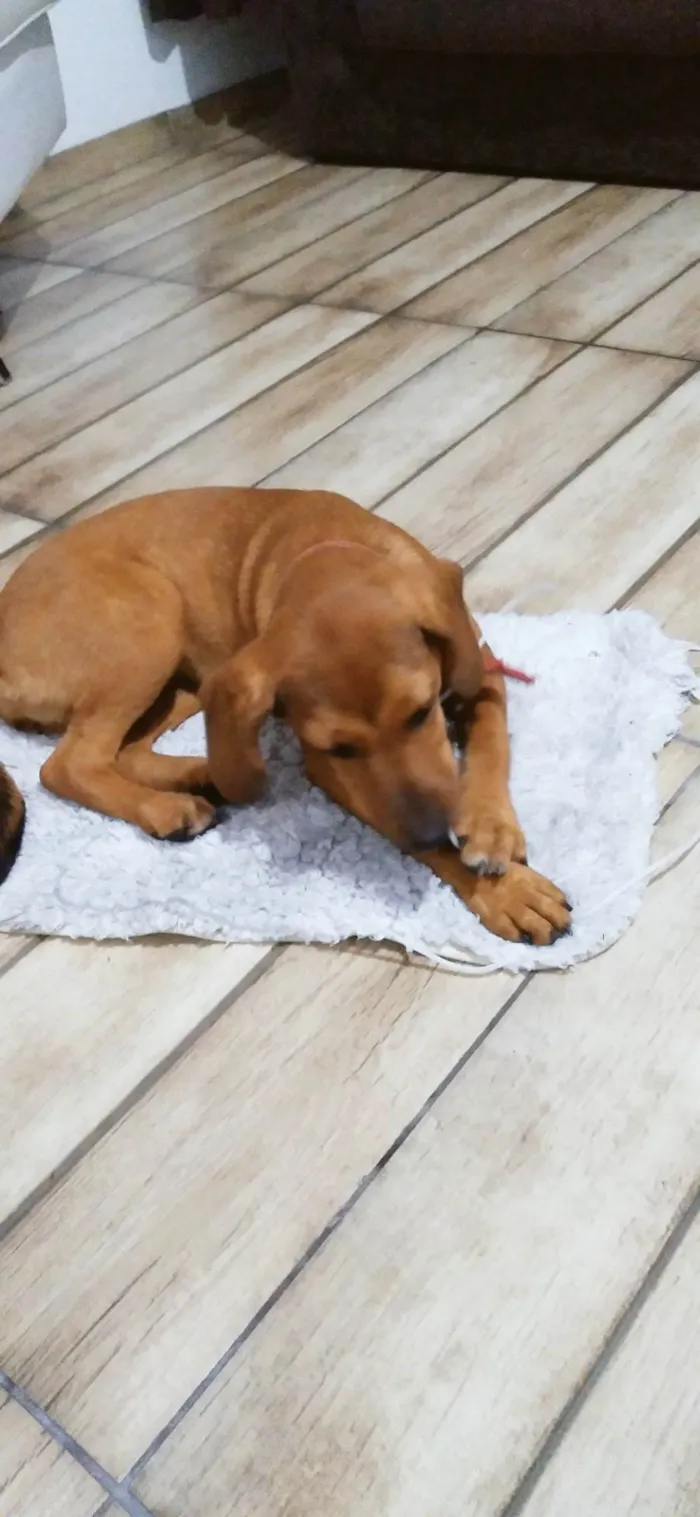 Cachorro ra a SRD-ViraLata idade 2 a 6 meses nome Lilica