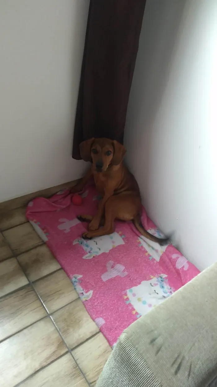 Cachorro ra a SRD-ViraLata idade 2 a 6 meses nome Lilica