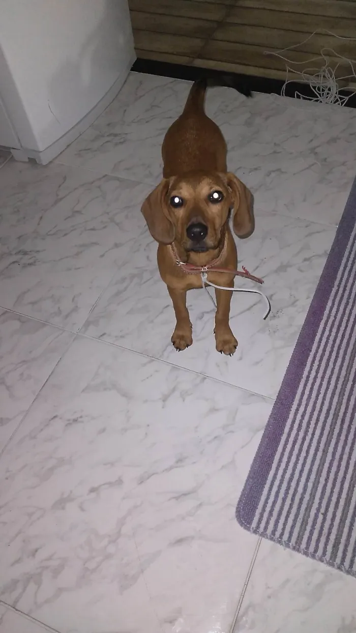 Cachorro ra a SRD-ViraLata idade 2 a 6 meses nome Lilica