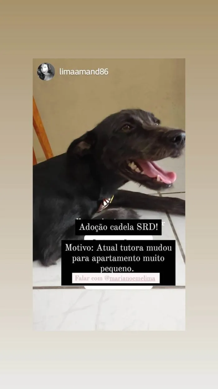 Cachorro ra a SRD-ViraLata idade 2 anos nome Juliete