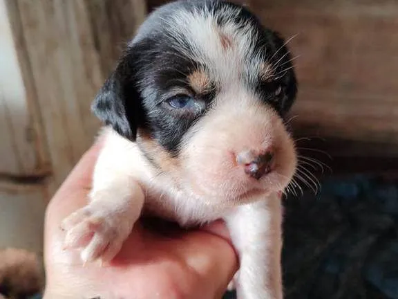 Cachorro ra a SRD-ViraLata idade Abaixo de 2 meses nome 000