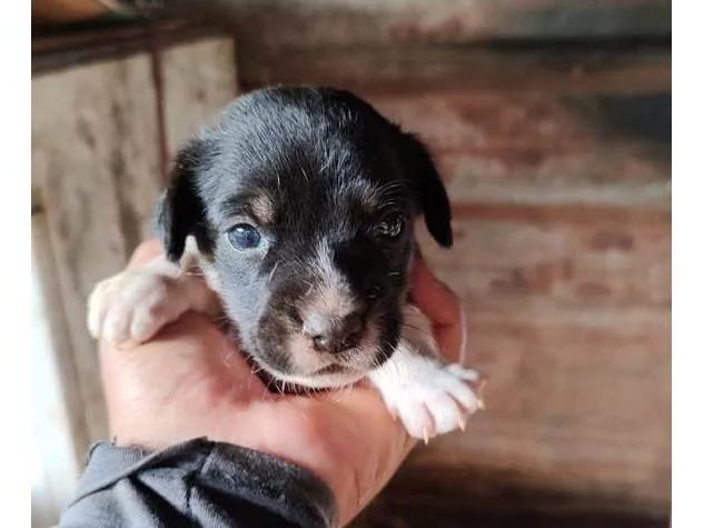 Cachorro ra a SRD-ViraLata idade Abaixo de 2 meses nome 000