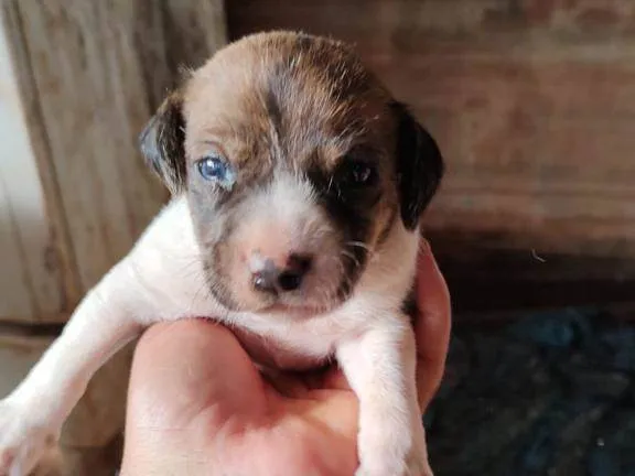 Cachorro ra a SRD-ViraLata idade Abaixo de 2 meses nome 000