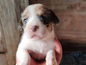 Cachorro raça SRD-ViraLata idade Abaixo de 2 meses nome 000