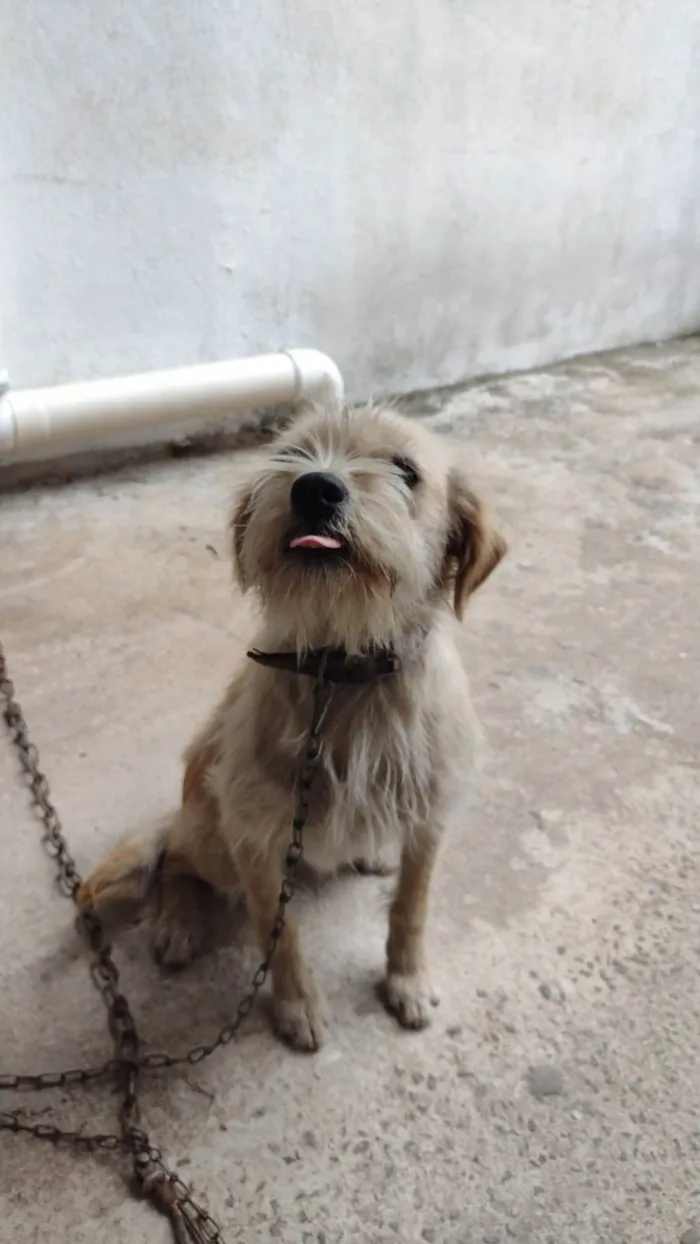 Cachorro ra a SRD-ViraLata idade 1 ano nome Luna