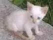 Gato raça SRD-ViraLata idade Abaixo de 2 meses nome Filhote