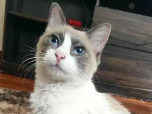 Gato raça Siamês idade 1 ano nome Lumi e filhos 