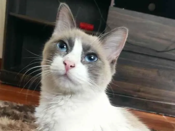Gato ra a Siamês idade 1 ano nome Lumi e filhos 