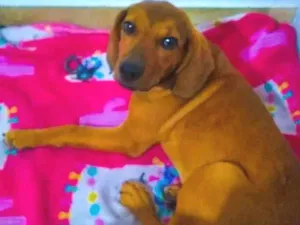 Cachorro raça SRD-ViraLata idade 2 a 6 meses nome Lilica