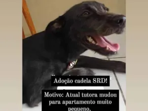 Cachorro raça SRD-ViraLata idade 2 anos nome Juliete