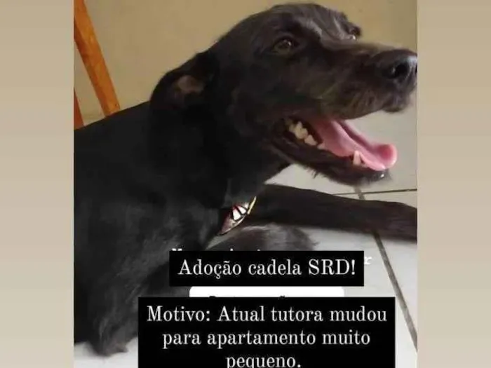 Cachorro ra a SRD-ViraLata idade 2 anos nome Juliete